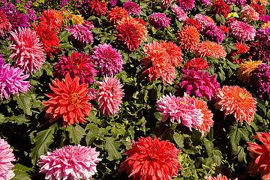 《妖精剑士F RefrainChord》角色预告 9月15日发售